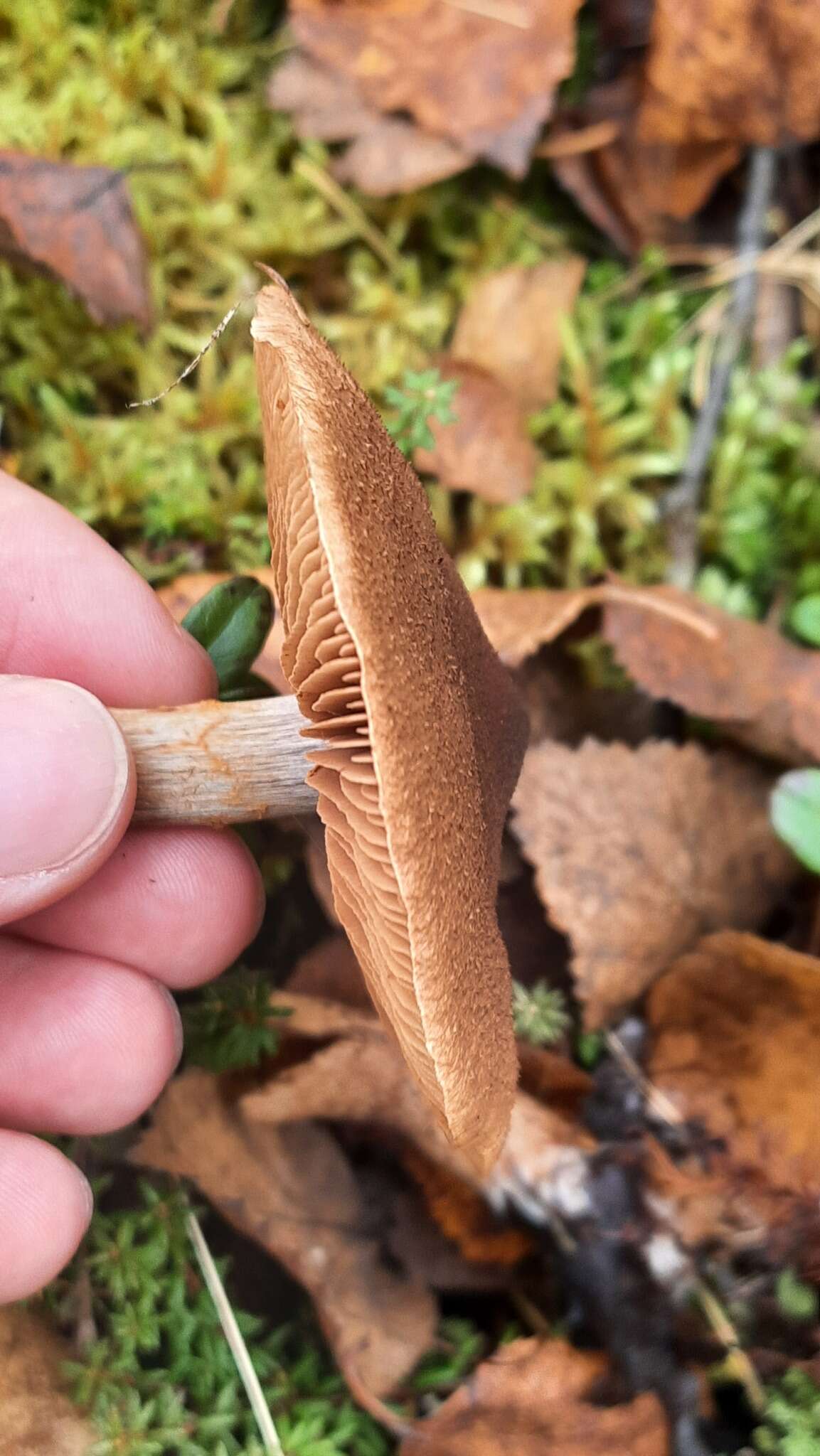 Image of Cortinarius pholideus (Lilj.) Fr. 1838