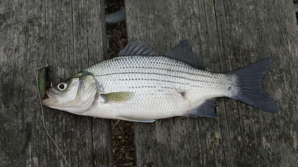 Image of White Bass