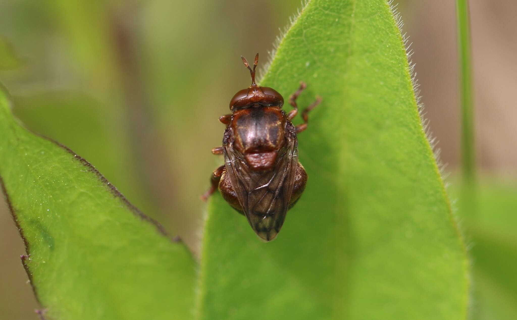 Image of Microdon abditus Thompson 1981