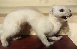 Image of Long-tailed Weasel