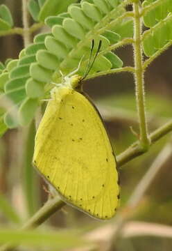 Image of Broad-bordered Grass Yellow