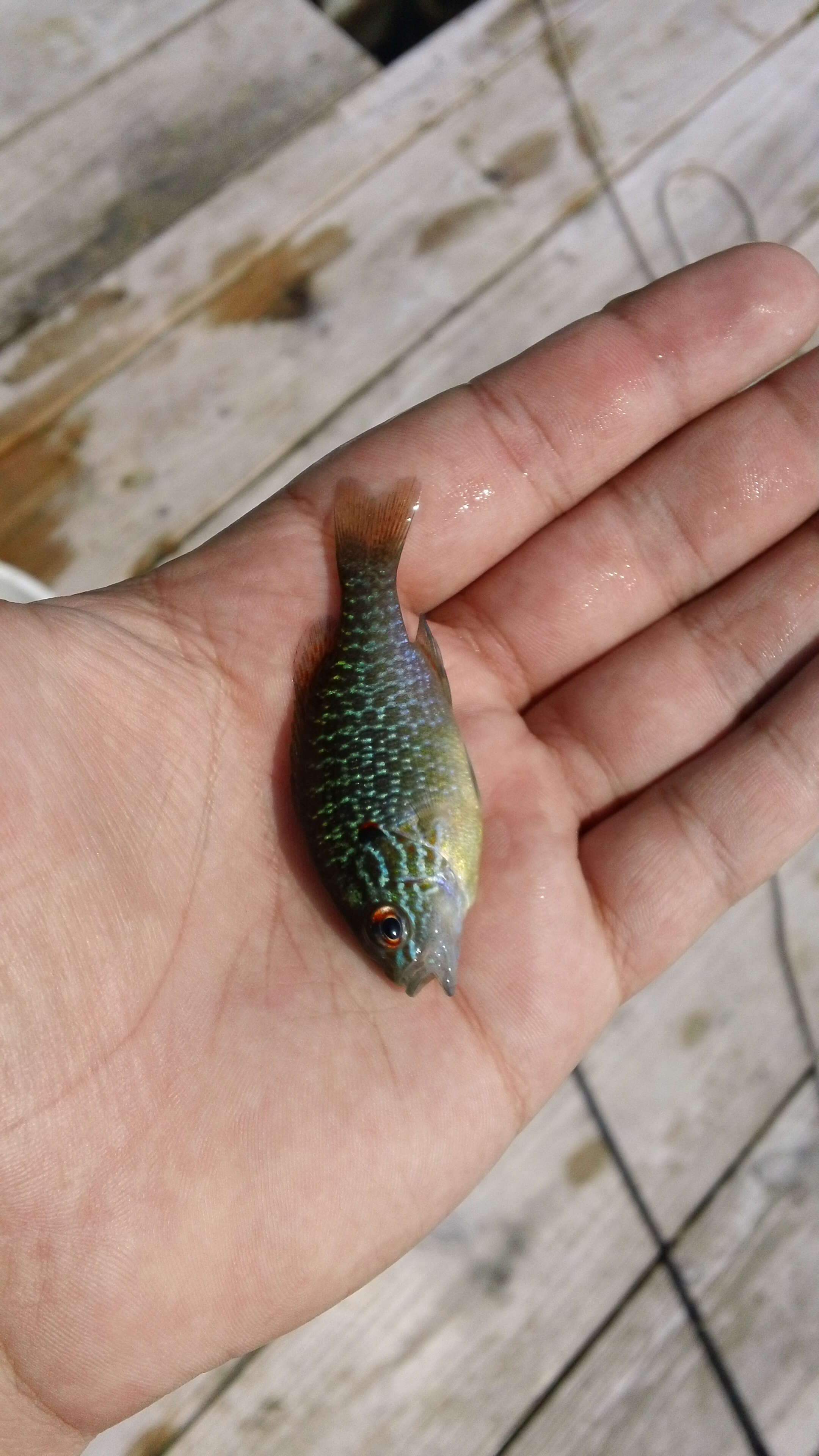 Image of Northern sunfish