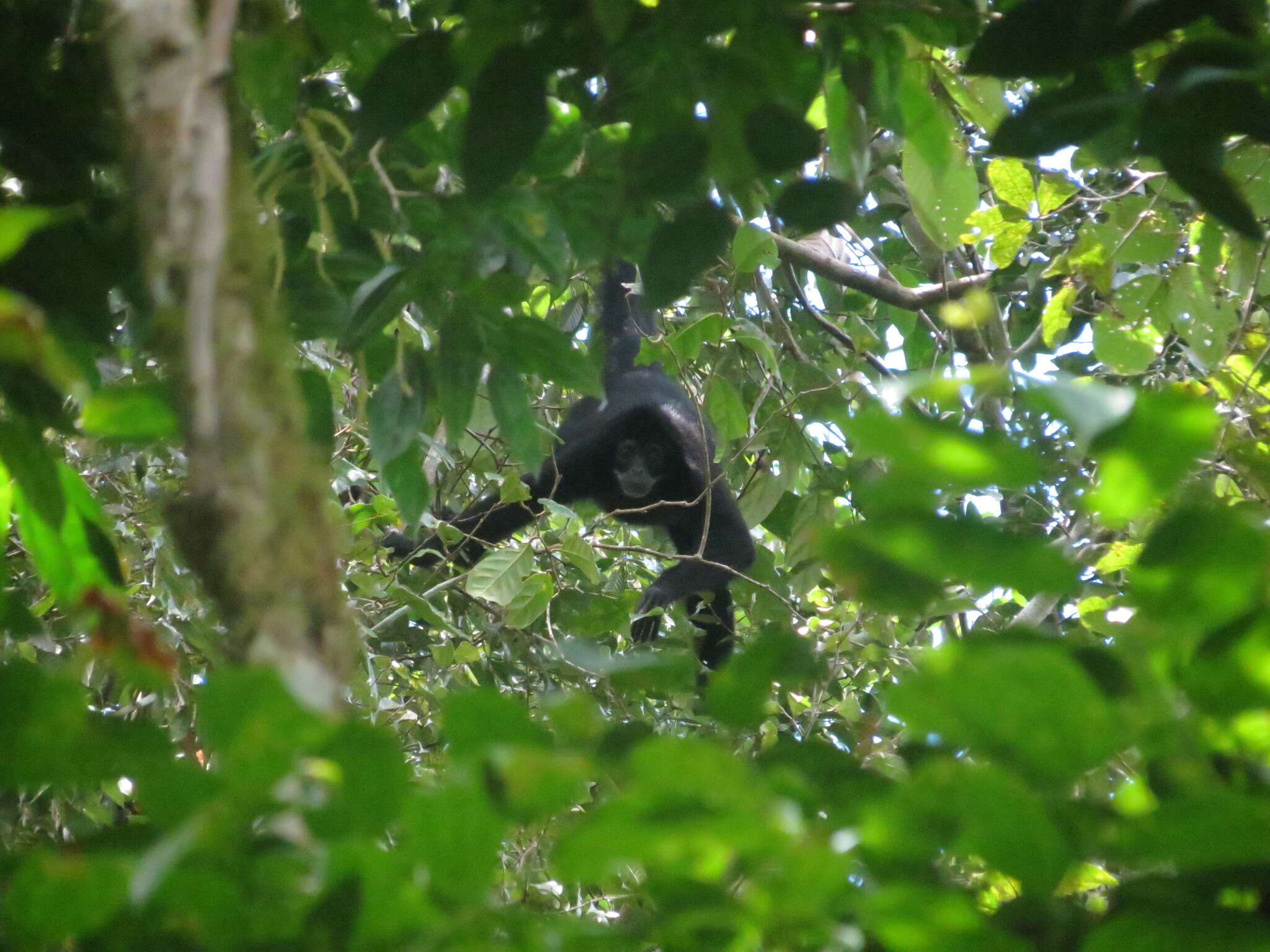 Image of Black-headed Spider Monkey