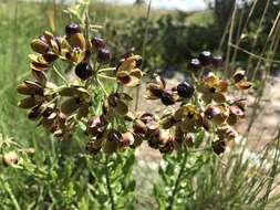 Image de Schizoglossum hamatum E. Mey.