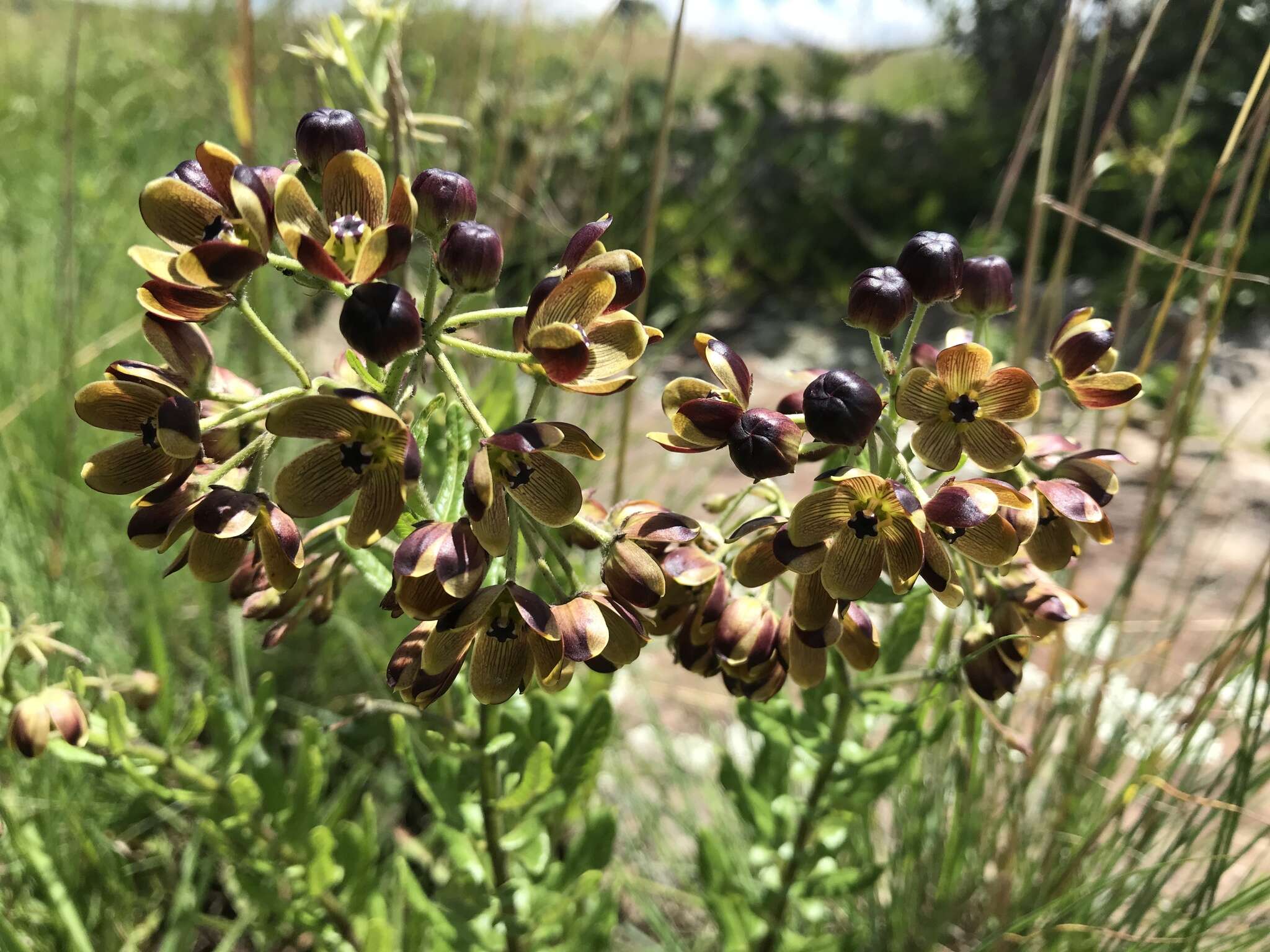 Image of Schizoglossum hamatum E. Mey.