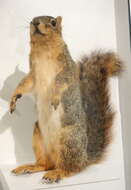 Image of Sciurus subgen. Sciurus Linnaeus 1758