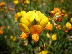 Image of Common Bird's-foot-trefoil