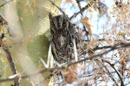 Image of Otus senegalensis senegalensis (Swainson 1837)