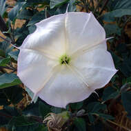 Imagem de Datura wrightii Hort. ex Regel