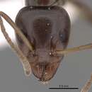 Imagem de Iridomyrmex alpinus