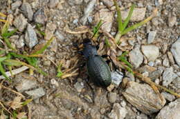 Image of Carabus (Orinocarabus) alpestris Sturm 1815