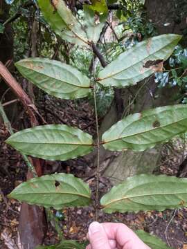 Sivun Ripogonum elseyanum F. Muell. kuva