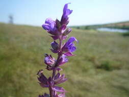 Image of Salvia nemorosa subsp. nemorosa