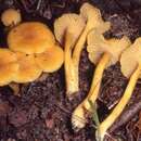 Imagem de Cantharellus tabernensis Feib. & Cibula 1996