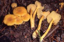 Image of Cantharellus tabernensis Feib. & Cibula 1996