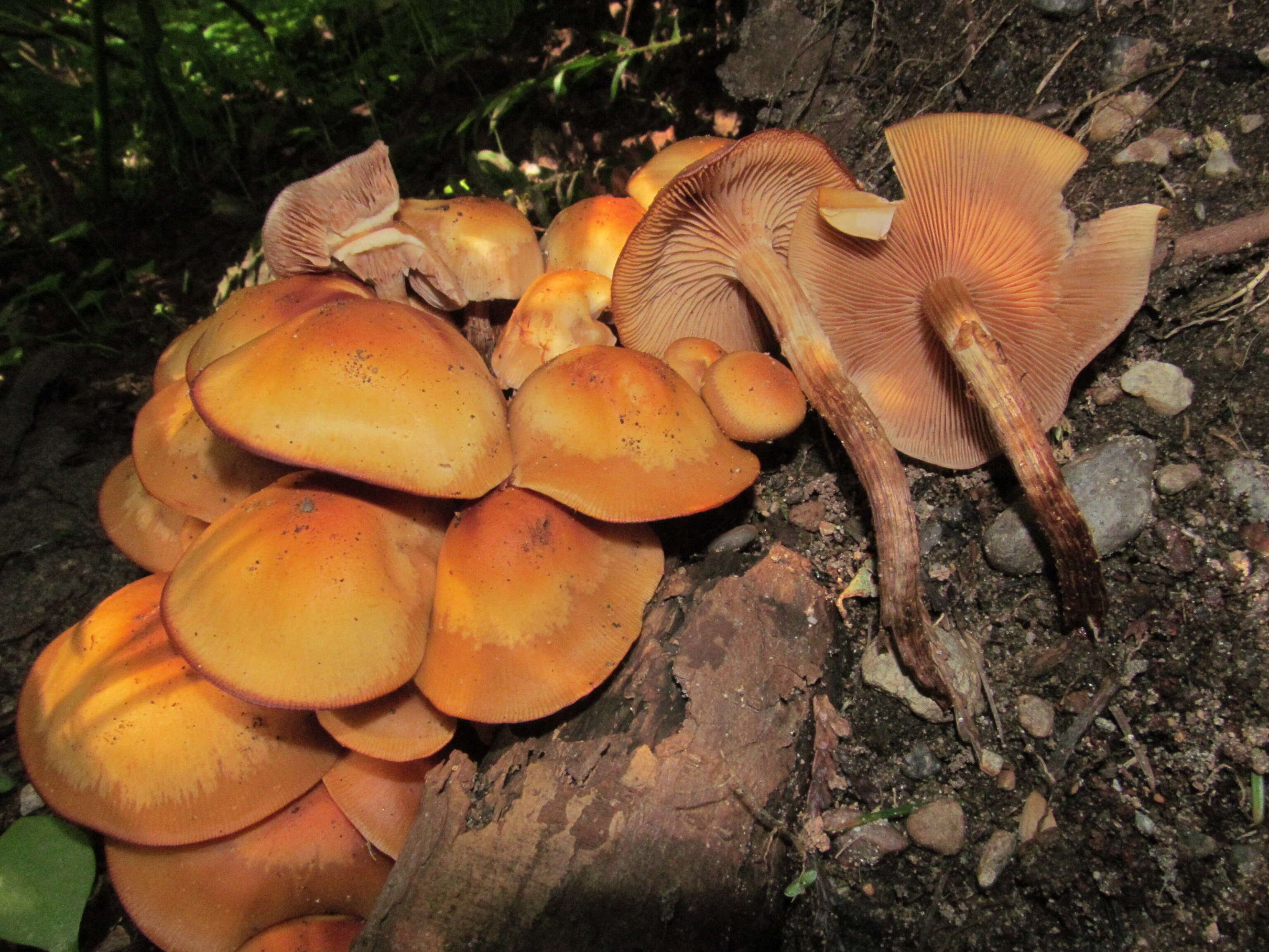 Image of Armillaria nabsnona T. J. Volk & Burds. 1996