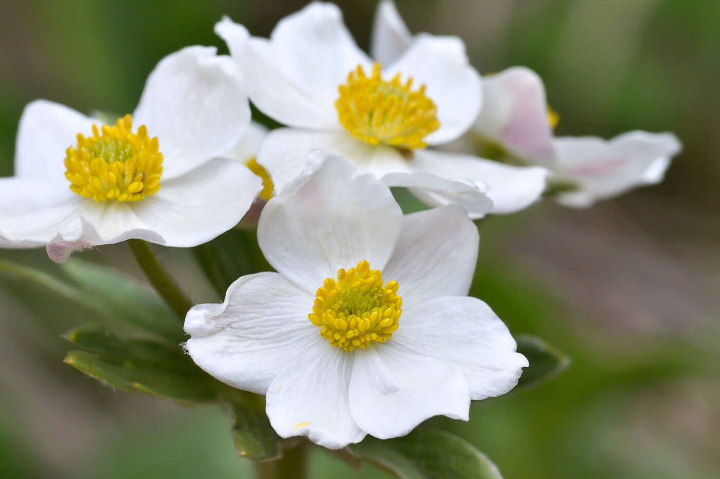 Anemonastrum protractum (Ulbrich) Holub的圖片