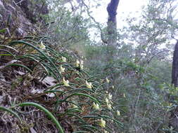 Dendrobium striolatum Rchb. fil. resmi