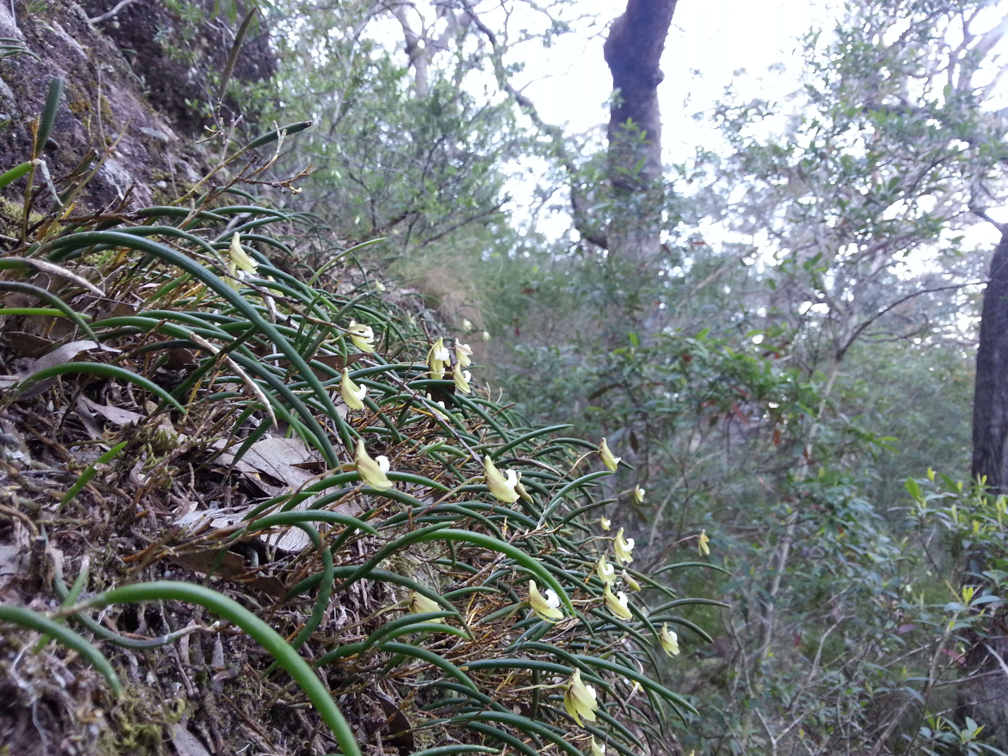 Dendrobium striolatum Rchb. fil. resmi