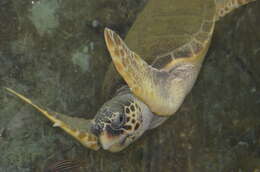 Image of Caretta