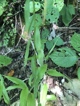 Image of Borodinia canadensis