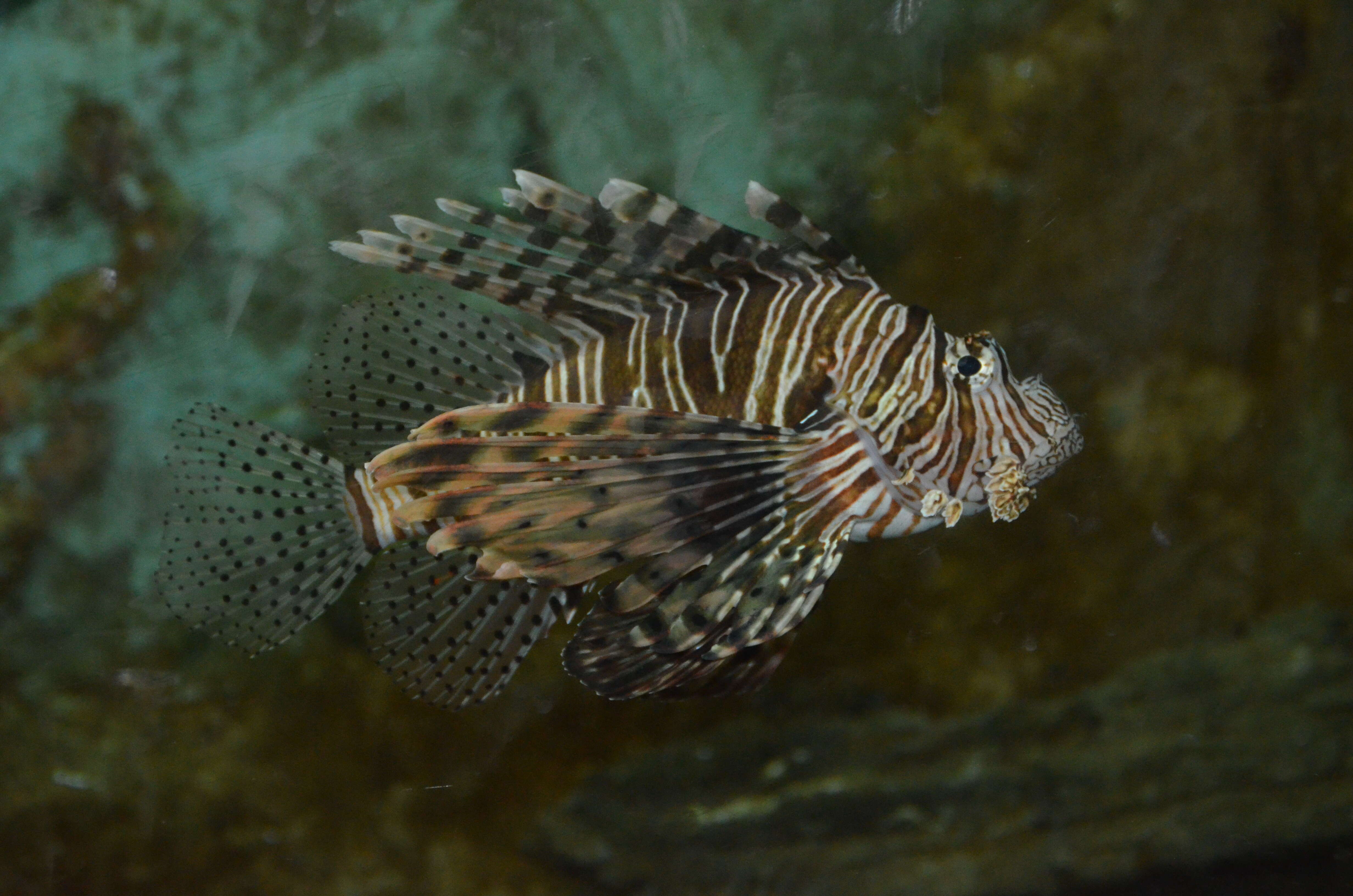 Image of Red lionfish