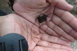 Image of Maldonada Redbelly Toad