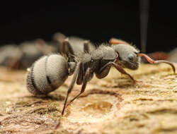 Image of Camponotus mucronatus Emery 1890