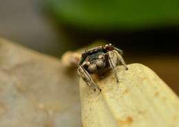 Image of Habronattus mexicanus (Peckham & Peckham 1896)