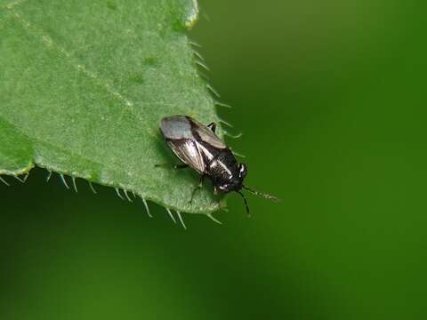 Image of Geocoris (Geocoris) lineolus (Rambur 1839)