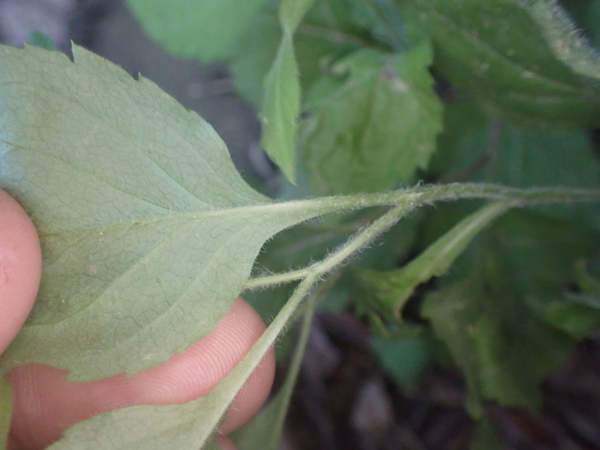 Image of whitehair goldenrod