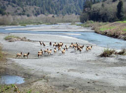 Image of North American elk