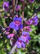 Слика од Penstemon spectabilis var. spectabilis