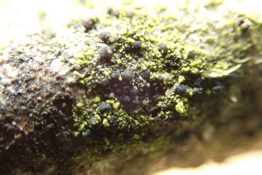 Image of scoliciosporum lichen