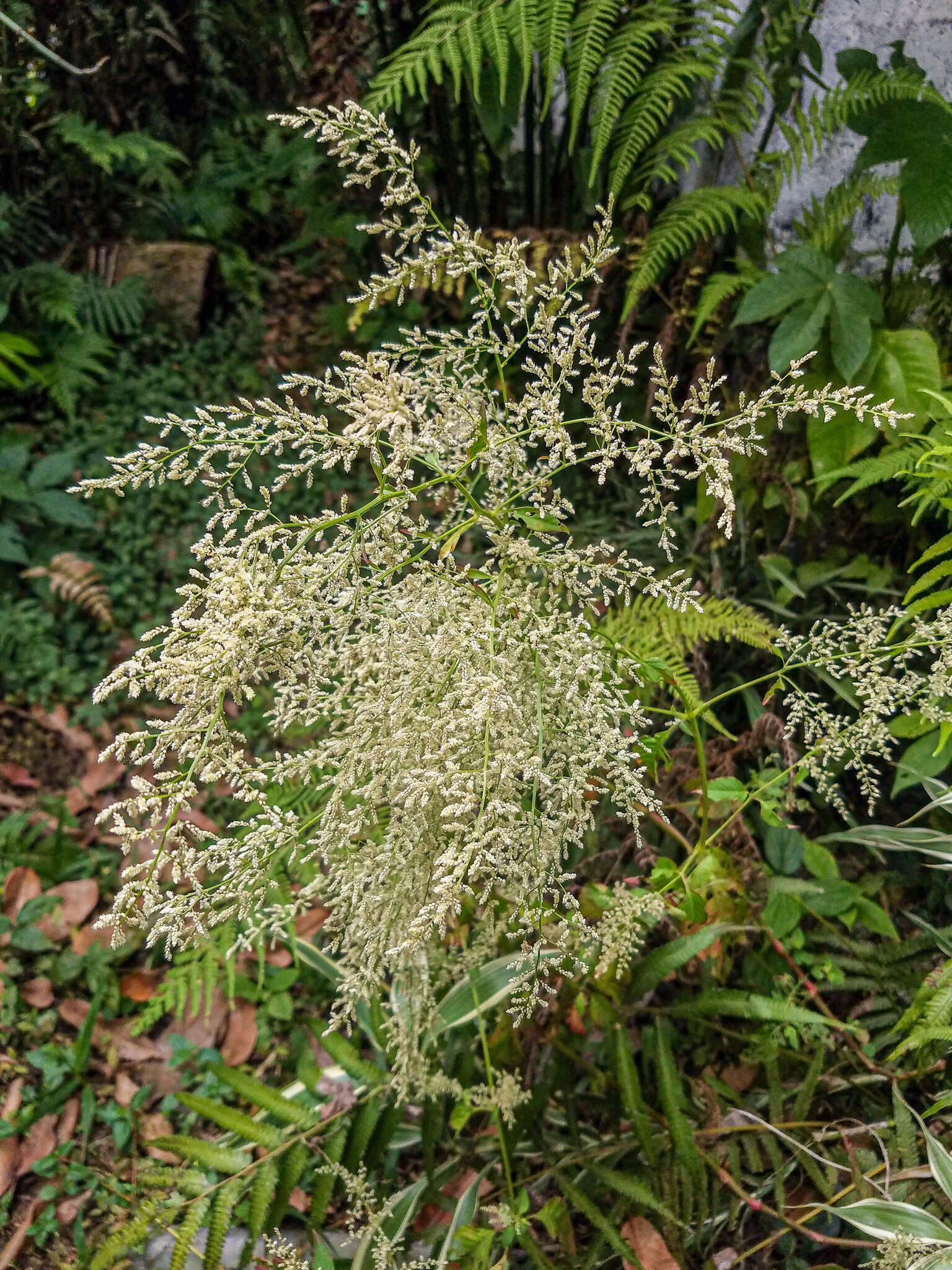 Image de Chamaedorea tepejilote Liebm.