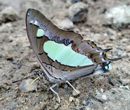 Image of Polyura agrarius Swinhoe 1886