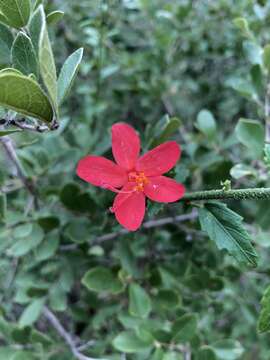 Hibiscus praeteritus R. A. Dyer的圖片