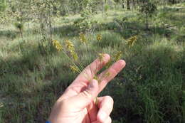 Image of bristly flatsedge