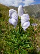 Слика од Aconitum napellus L.