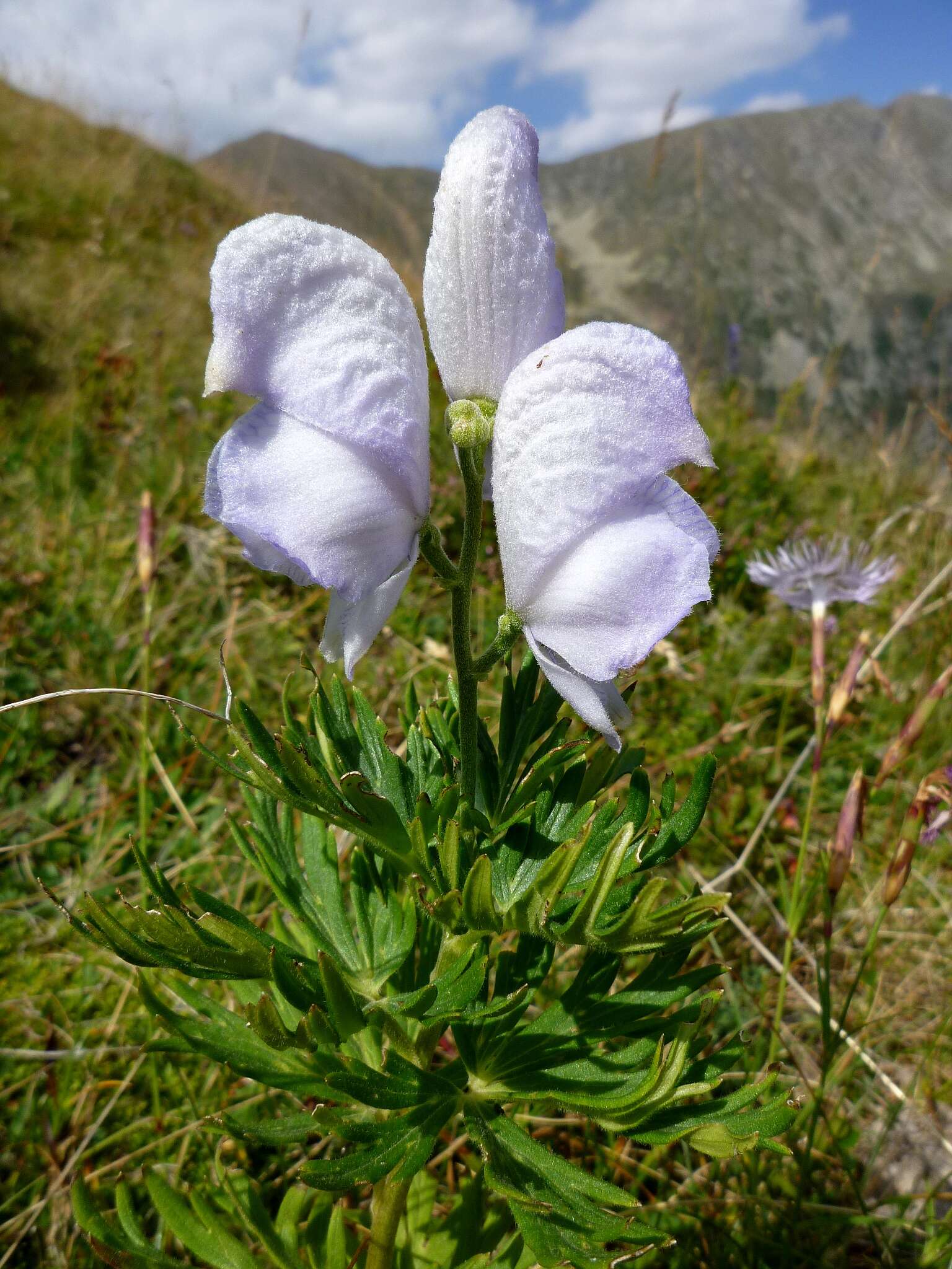 Слика од Aconitum napellus L.