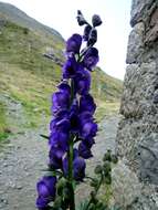 Слика од Aconitum napellus L.