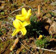 Image of Oxalis grammophylla Salter