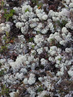 Image of star reindeer lichen