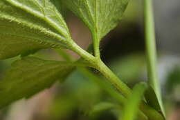 Image de Ranunculus silerifolius H. Lév.