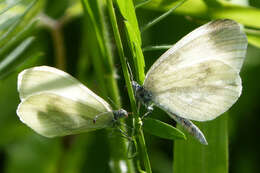 Image of Wood White