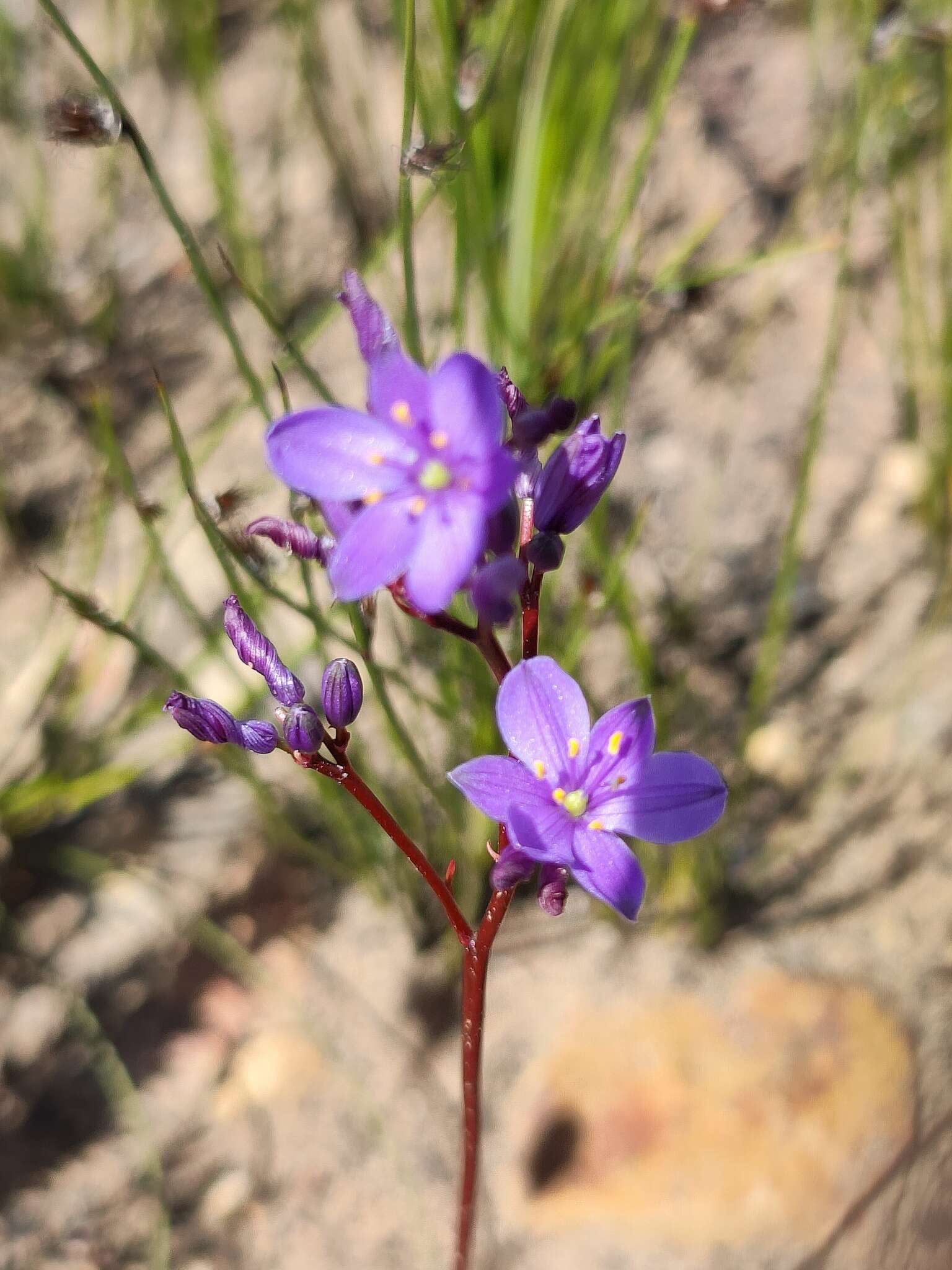 Sivun Chamaescilla spiralis (Endl.) F. Muell. kuva