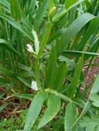 Image of <i>Lathyrus gloeosperma</i>