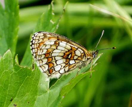 Image of Melitaea athalia