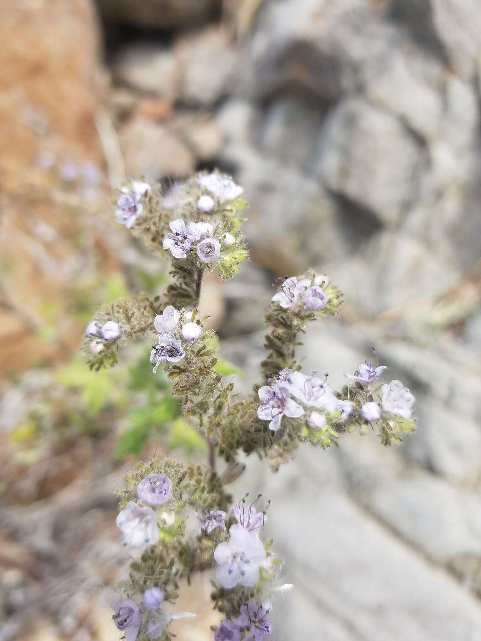 Imagem de Phacelia floribunda Greene