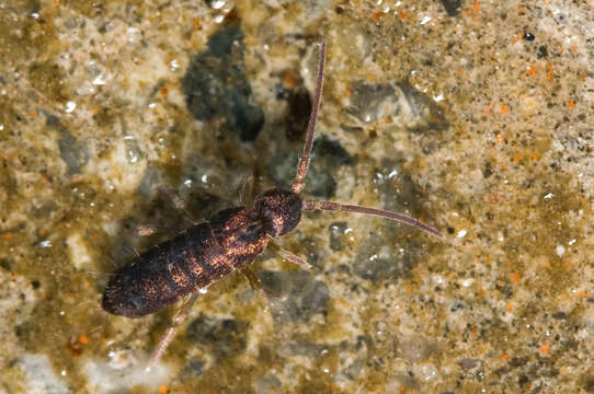 Image of Springtail